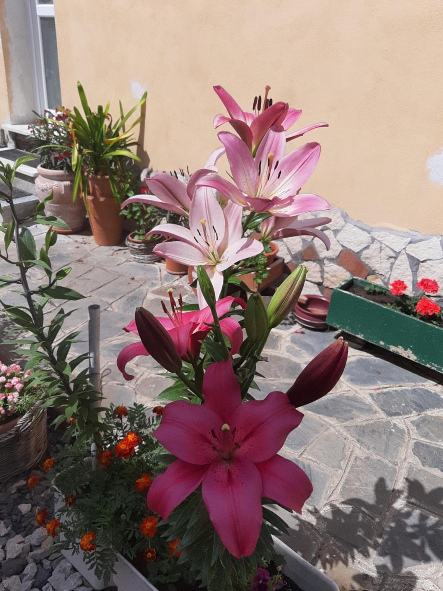 Casa Maria Appartement Cincu Buitenkant foto